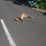 【どうぶつ】道路に馬落ちてたんだが