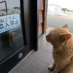 【どうぶつ】【画像】ねこさん、ガチのマジで終わる