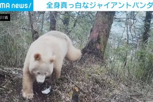 【どうぶつ】【🐼】中国 全身が“真っ白なジャイアントパンダ”の映像が公開 北京大学の専門家「遺伝子の突然変異かも」 [Ailuropoda melanoleuca★]