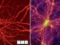 人間の脳細胞と宇宙の画像が酷似しているという事実【オカルト・不思議】