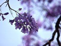 【自然・風景】【南アフリカ】春爛漫　桜のように咲き誇る「世界三大花木」ジャカランダ [10/29]