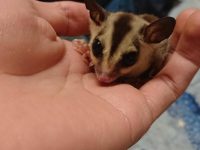 【どうぶつ】ワイのモモンガちゃんの名前考えてくれ